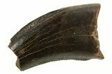 Dromaeosaurid Theropod (Acheroraptor) Partial Tooth - Montana #339004-1